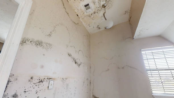 Best Mold Removal for HVAC Installations  in Salineville, OH