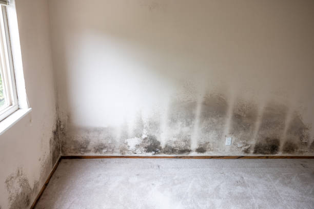 Mold Odor Removal Services in Salineville, OH