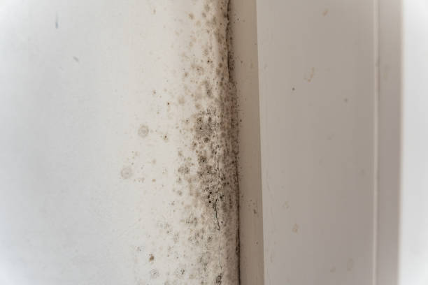 Best Mold Remediation for Healthcare Facilities  in Salineville, OH